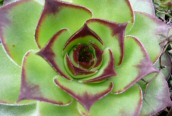 House-leek