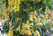 Laburnum