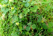 Lesser Trefoil 