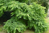 Locust Tree