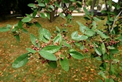 Medlar