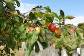 Orchard Apple
