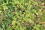 Parsley-piert