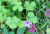 Pink Sorre