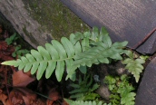 Polypody