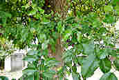 Purple Crab Apple
