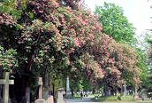 Red Horse-chestnut