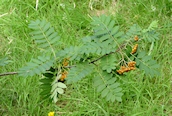Rowan