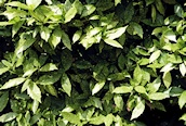 Spotted Laurel 
