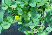 Spotted Medick