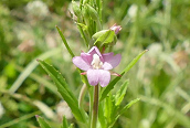 Square-stalked Willowherb