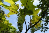 Sycamore 