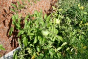 Tomato