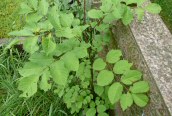 Tree of Heaven