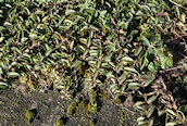 Wall Cotoneaster