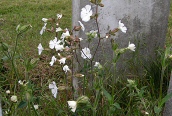 White Campion
