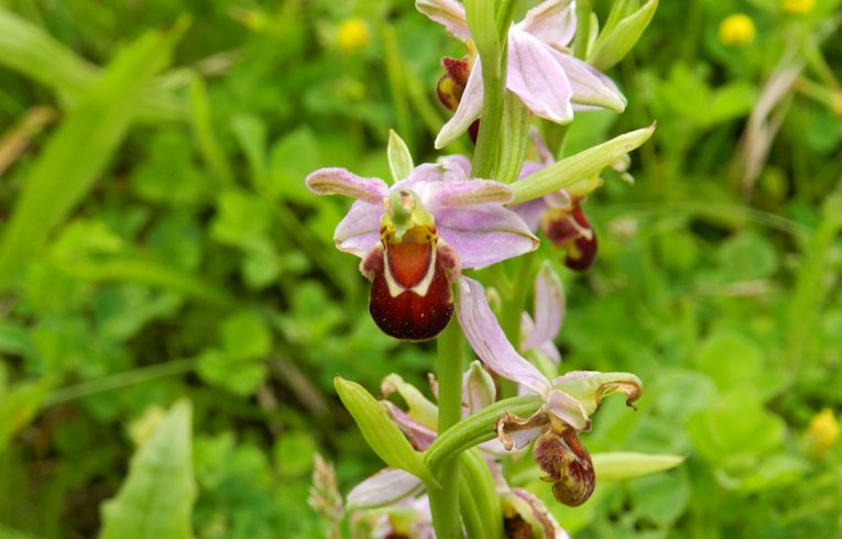 Bee Orchid
