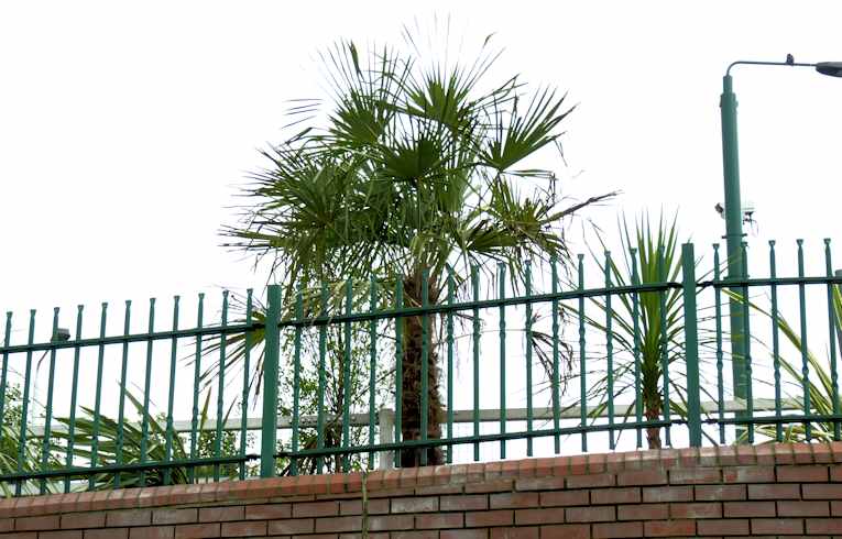 Chusan Palm