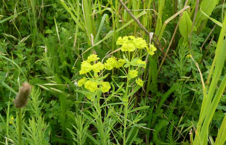 Cypress Spurge