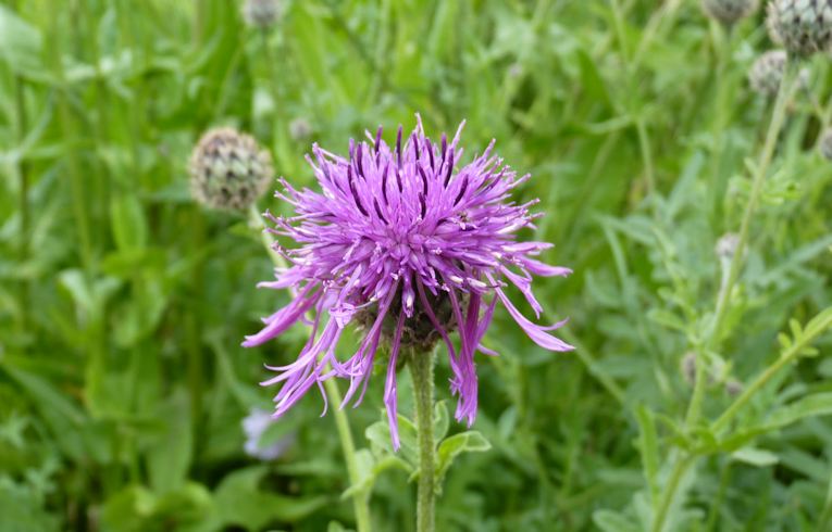Greater Knapweed