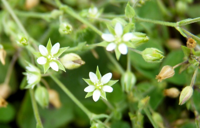 Thyme-leaved Sandwort