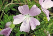 Musk Mallow