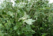 White Poplar