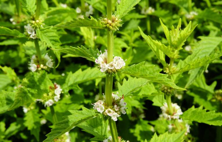 Gipsywort