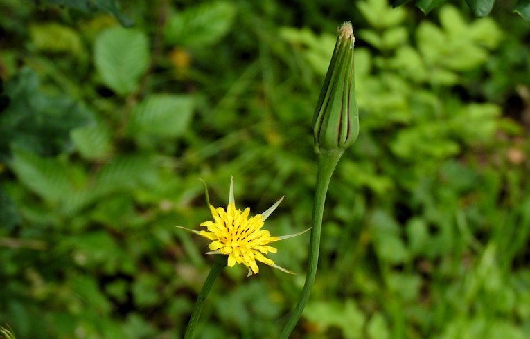 Goatsbeard