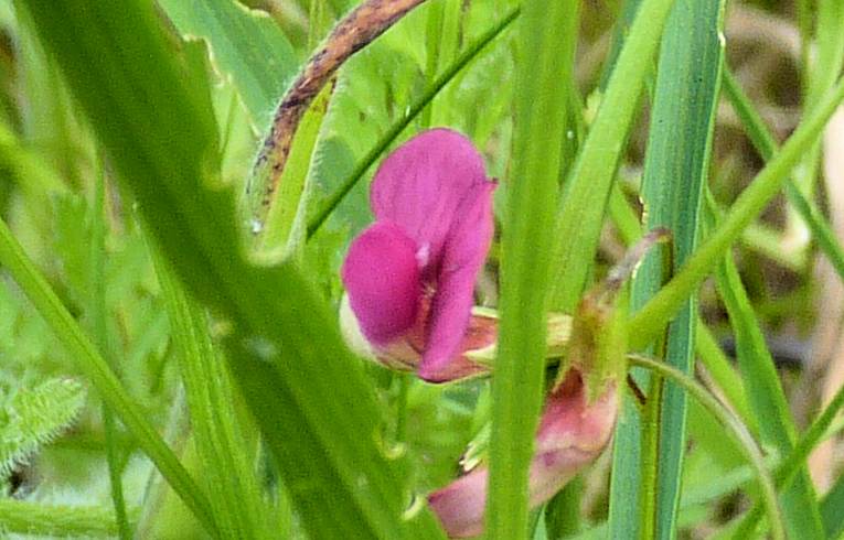 Grass Vetchling