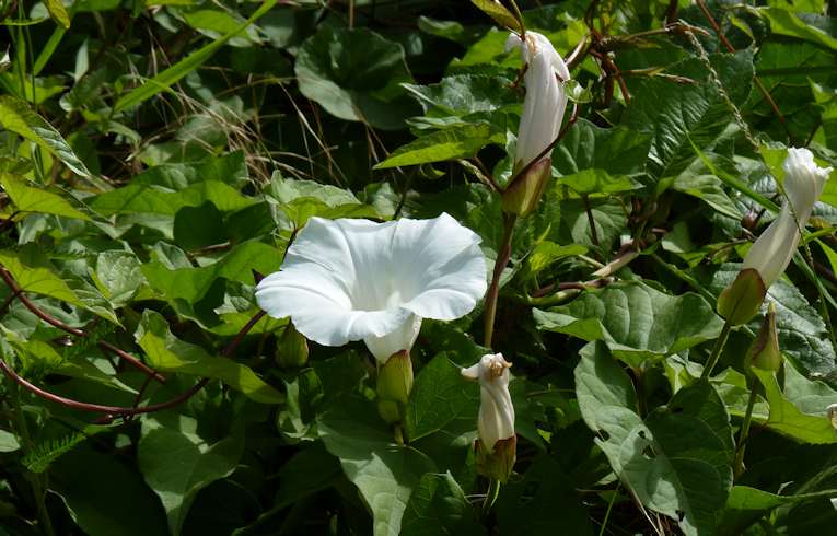 Great Bindweed