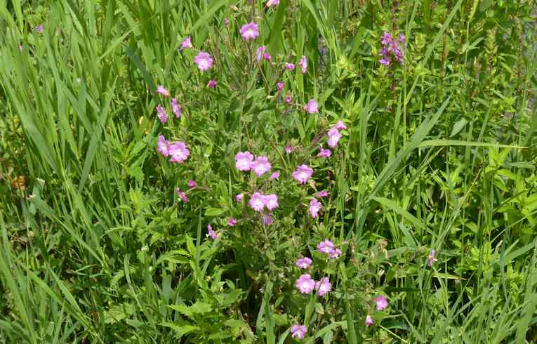 Great Willowherb