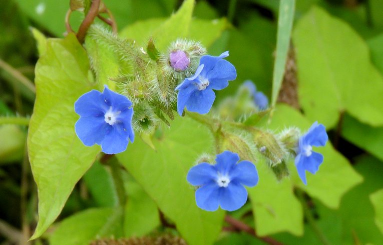 Green Alkanet