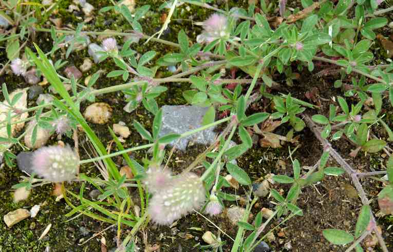 Haresfoot Clover