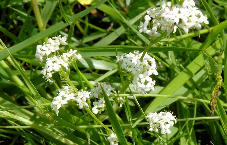Heath Bedstraw