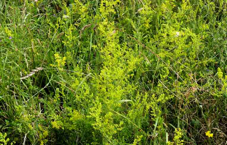Lady's Bedstraw