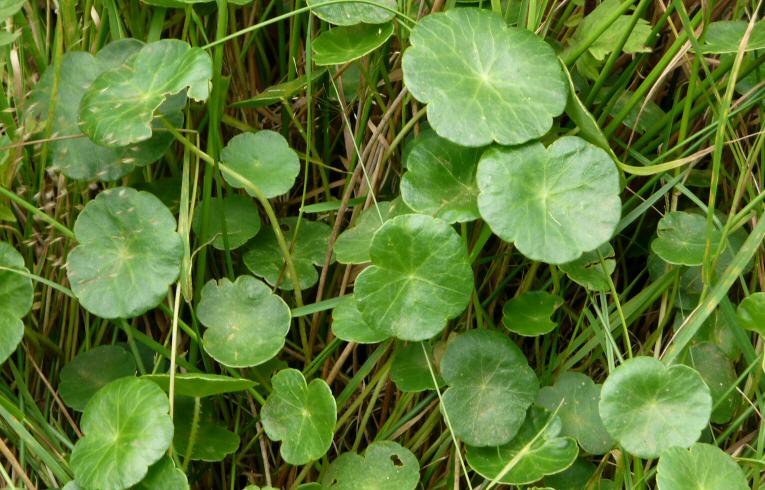 Marsh Pennywort