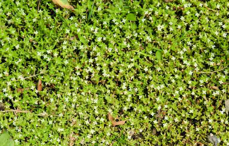 New Zealand Pigmyweed