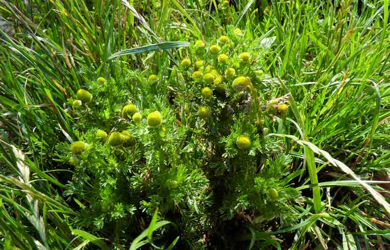 Pineapple Mayweed