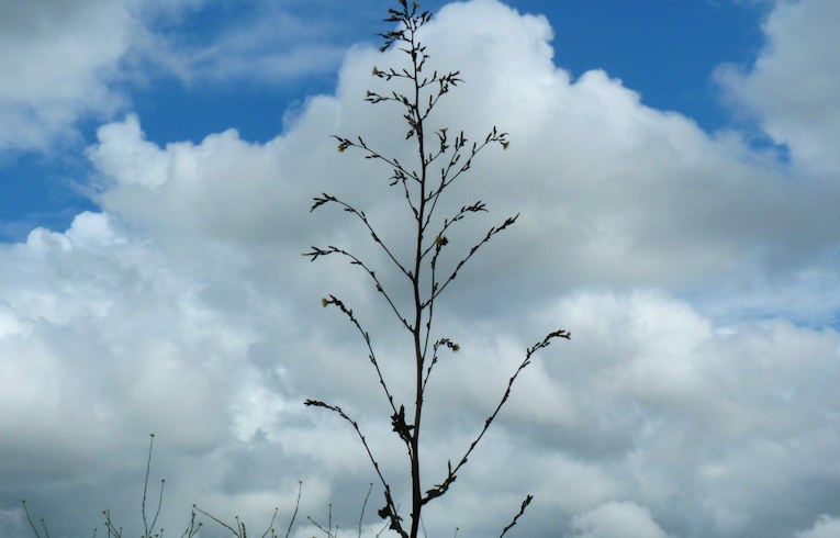 Prickly Sow-thistle