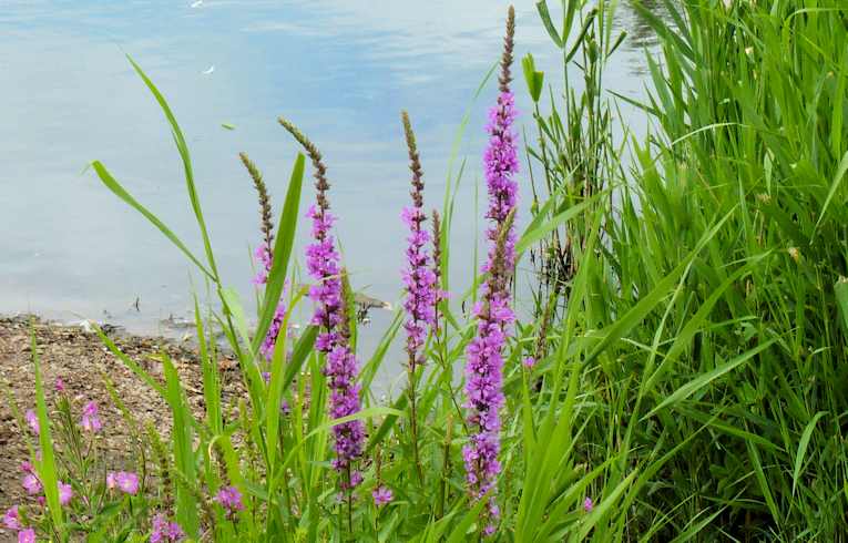Purple Loosestrife