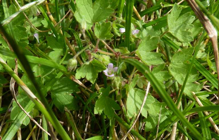 Round-leaved Cranesbill