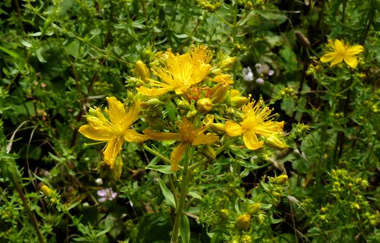 St. John's Wort
