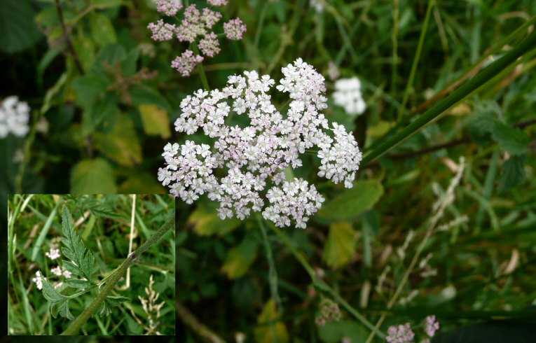 Upright Hedge-parsley
