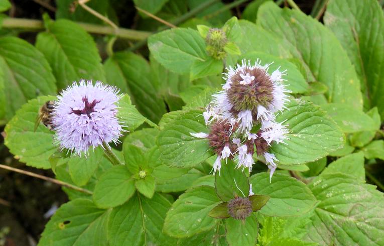 Water Mint