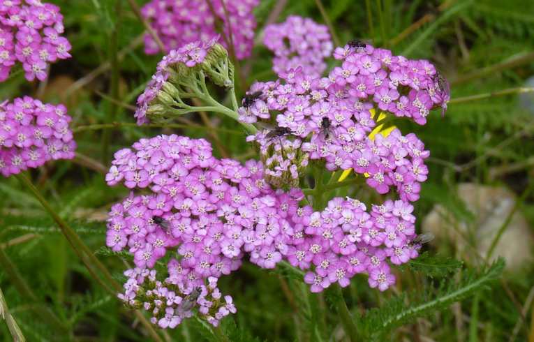 Yarrow