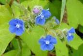 Green Alkanet