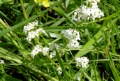 Heath Bedstraw