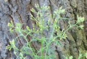 Heath Groundsel