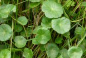 Marsh Pennywort